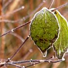 Blatt im Frost...