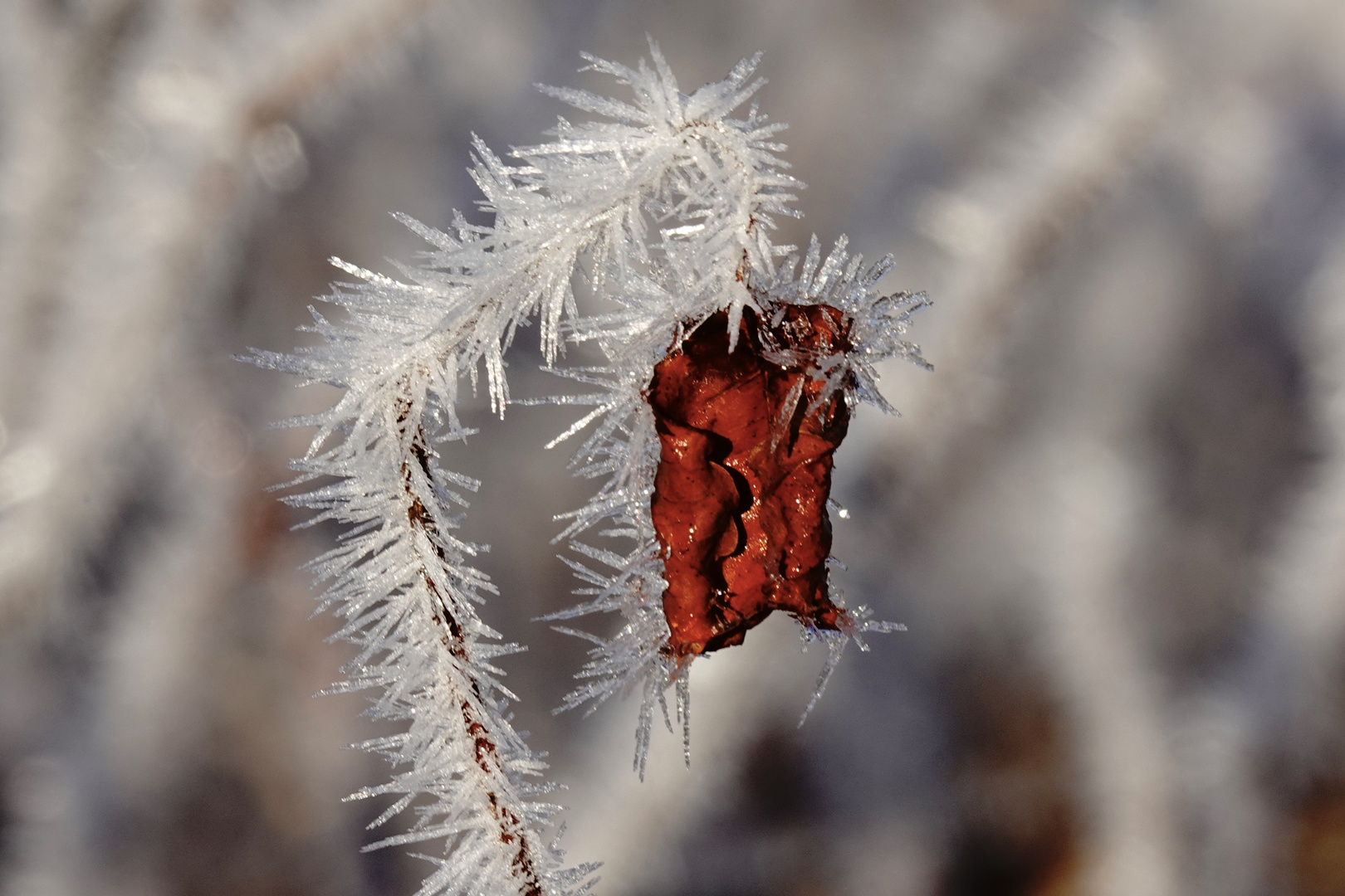 BLATT IM FROST