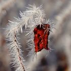 BLATT IM FROST