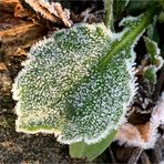 Blatt im Frost