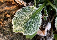 Blatt im Frost