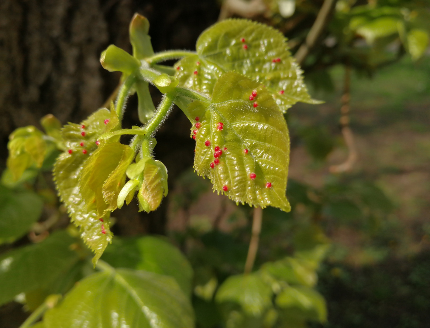 Blatt im Frühling