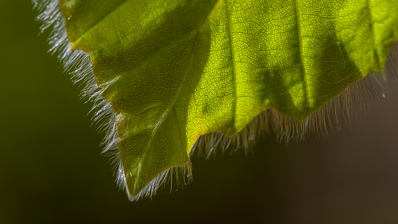 Blatt im Frühling