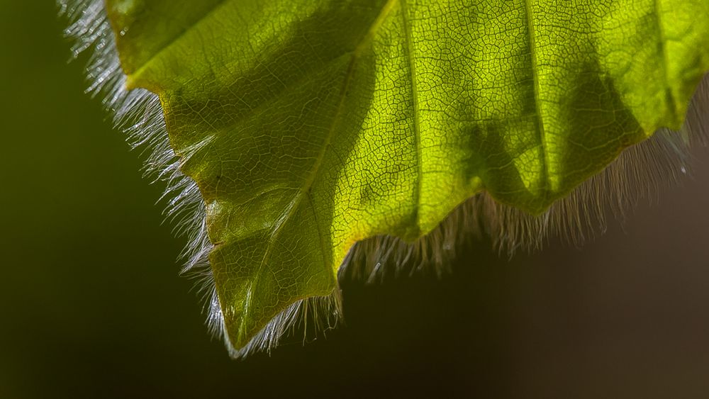 Blatt im Frühling