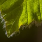 Blatt im Frühling