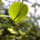 Blatt im Frühling...