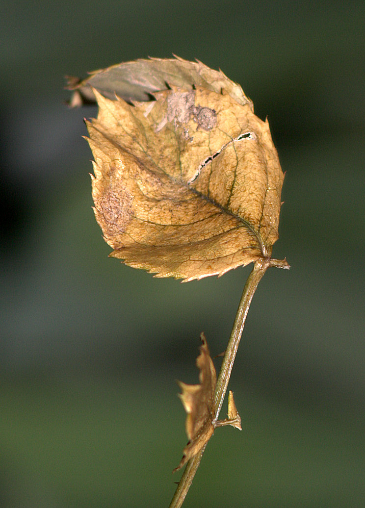 Blatt im Garten