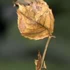 Blatt im Garten