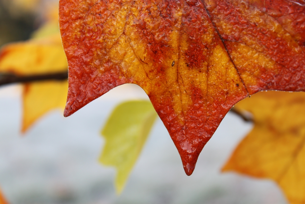 Blatt im gefrorenen Morgentau