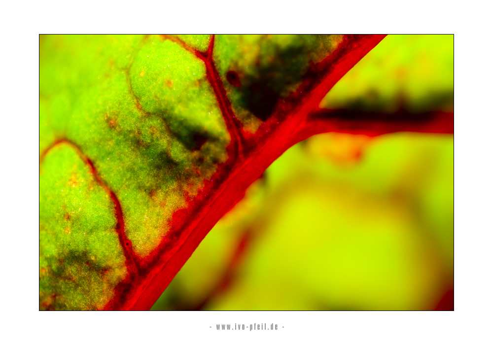 Blatt im Gegenlicht 02