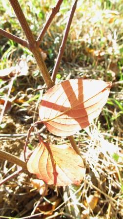 Blatt im Gegenlicht