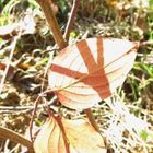 Blatt im Gegenlicht