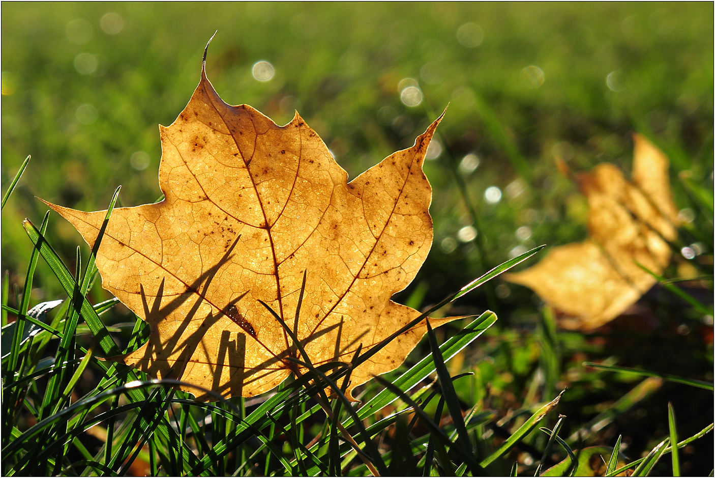 Blatt im Gegenlicht...