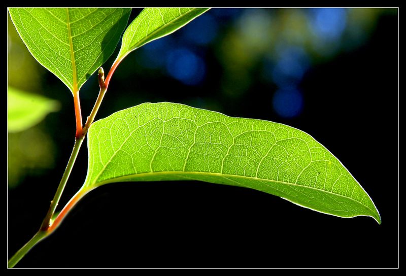 Blatt im Gegenlicht