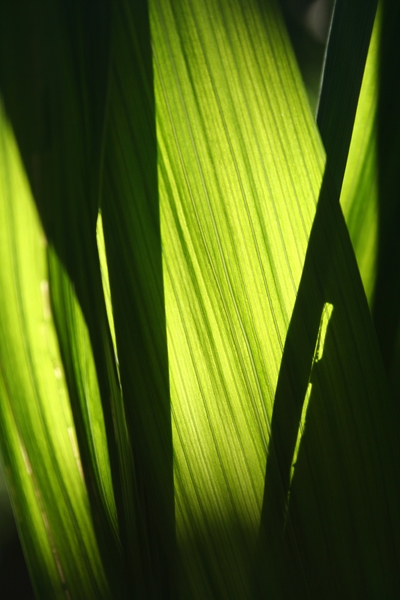 blatt im gegenlicht