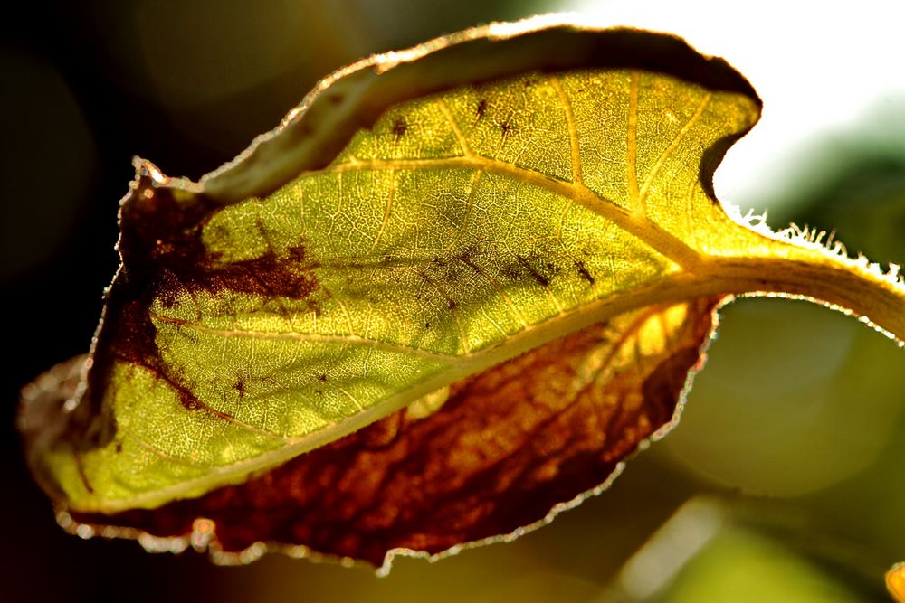 Blatt im Gegenlicht