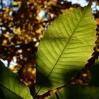 Blatt im Gegenlicht