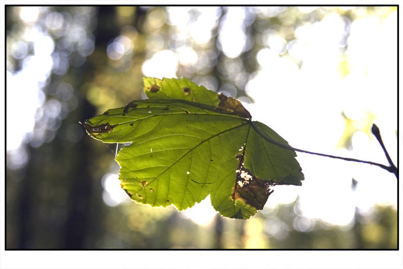 Blatt im Gegenlicht