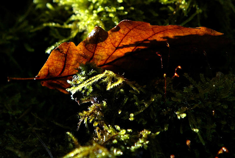 Blatt im Gegenlicht