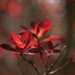 Blatt im Gegenlicht