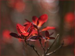 Blatt im Gegenlicht