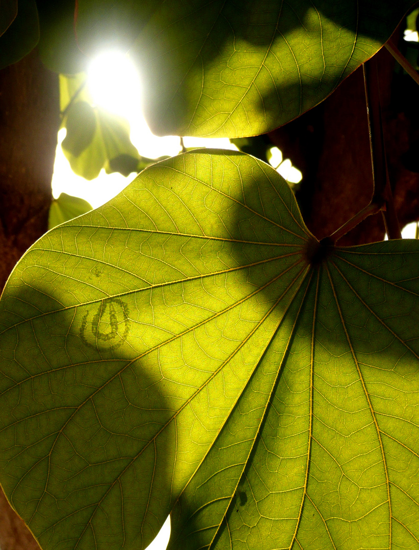 Blatt im Gegenlicht