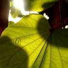 Blatt im Gegenlicht