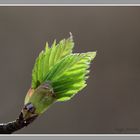 Blatt im Gegenlicht