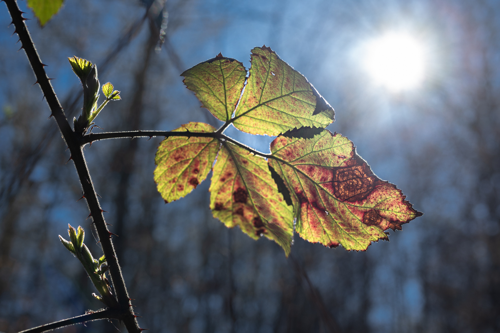 Blatt im Gegenlicht