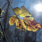 Blatt im Gegenlicht