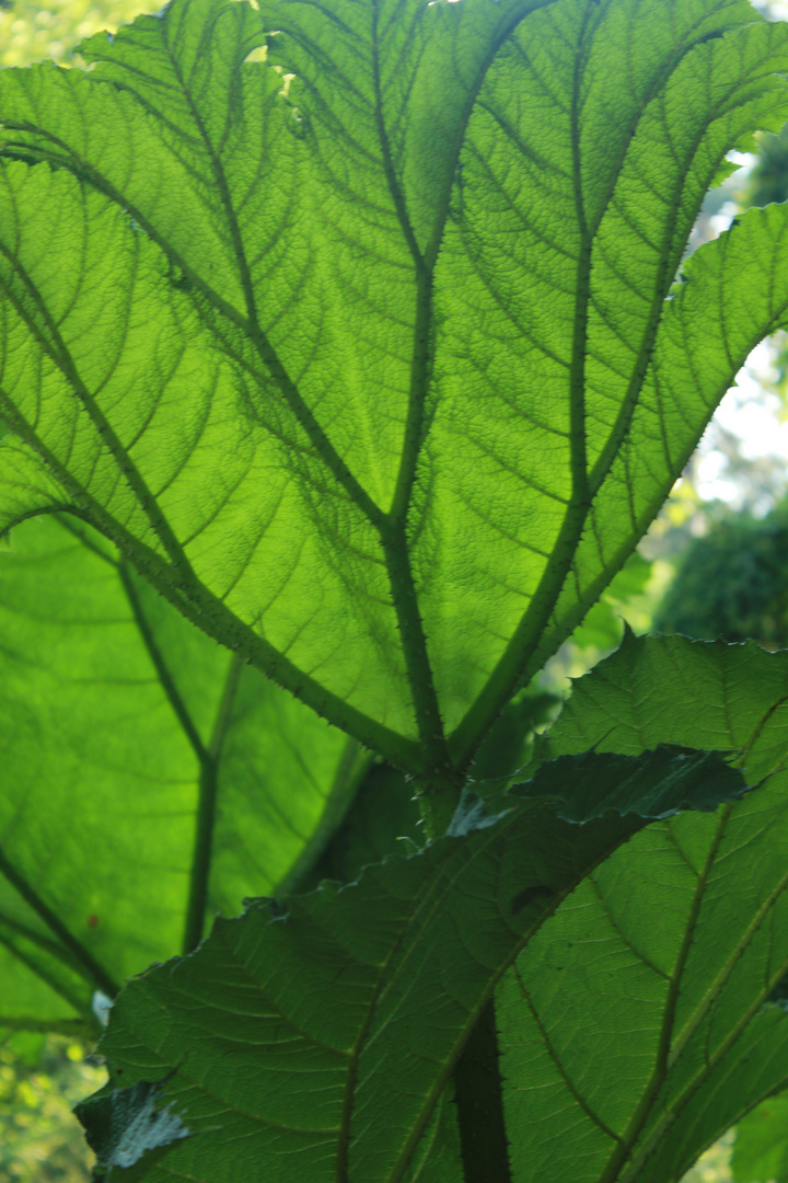 Blatt im Gegenlicht