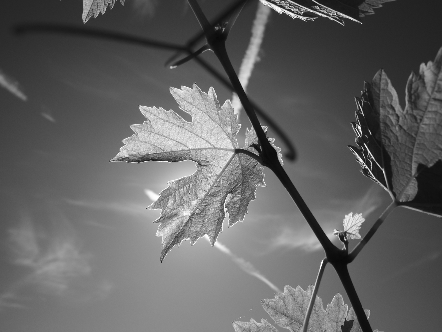 Blatt im Gegenlicht