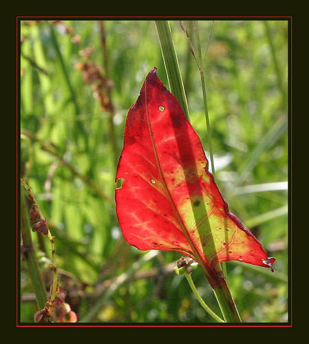 Blatt im Gegenlicht