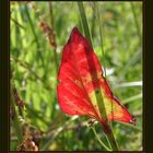 Blatt im Gegenlicht