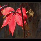 Blatt im Gegenlicht