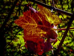 Blatt im Gegenlicht