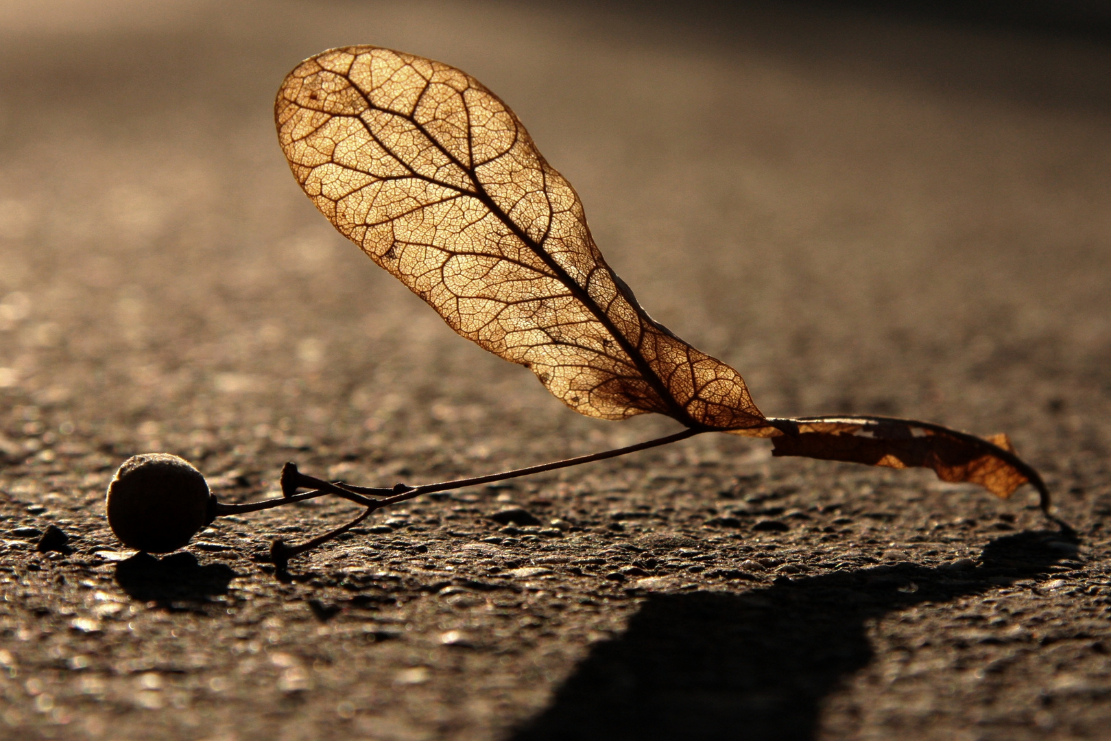 Blatt im Gegenlicht