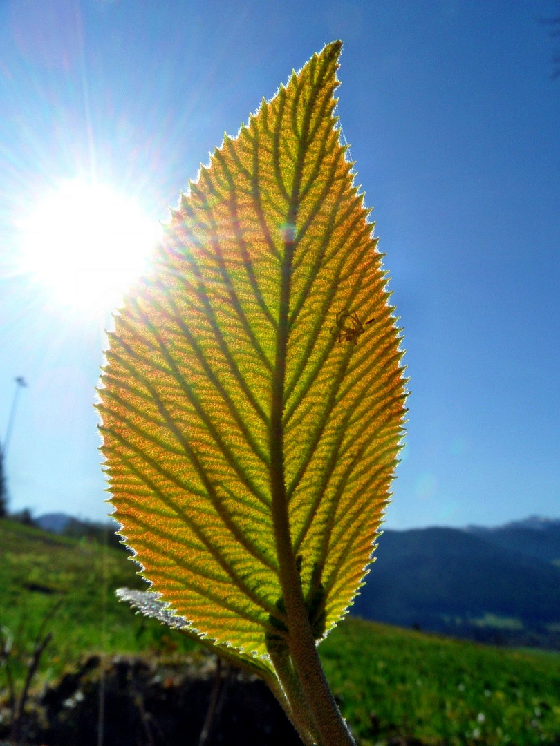 Blatt im Gegenlicht