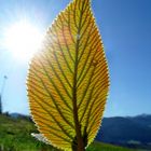 Blatt im Gegenlicht