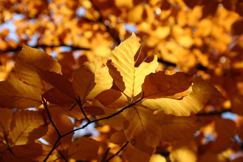 Blatt im Gegenlicht