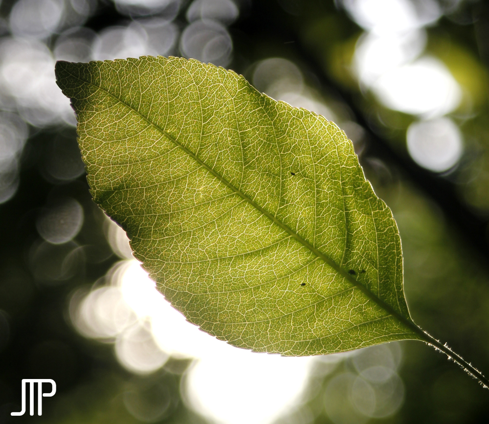 Blatt im Gegenlicht