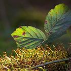 Blatt im Gegenlicht