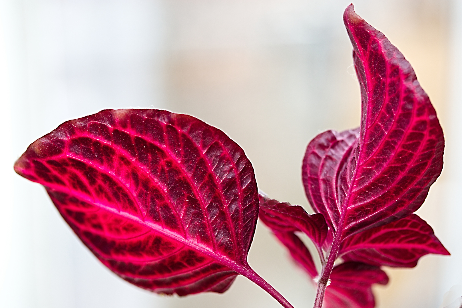 Blatt im Gegenlicht