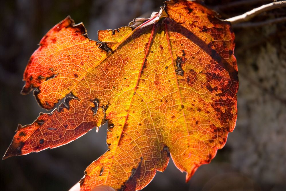 Blatt im gegenlicht