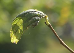 Blatt im Gegenlicht