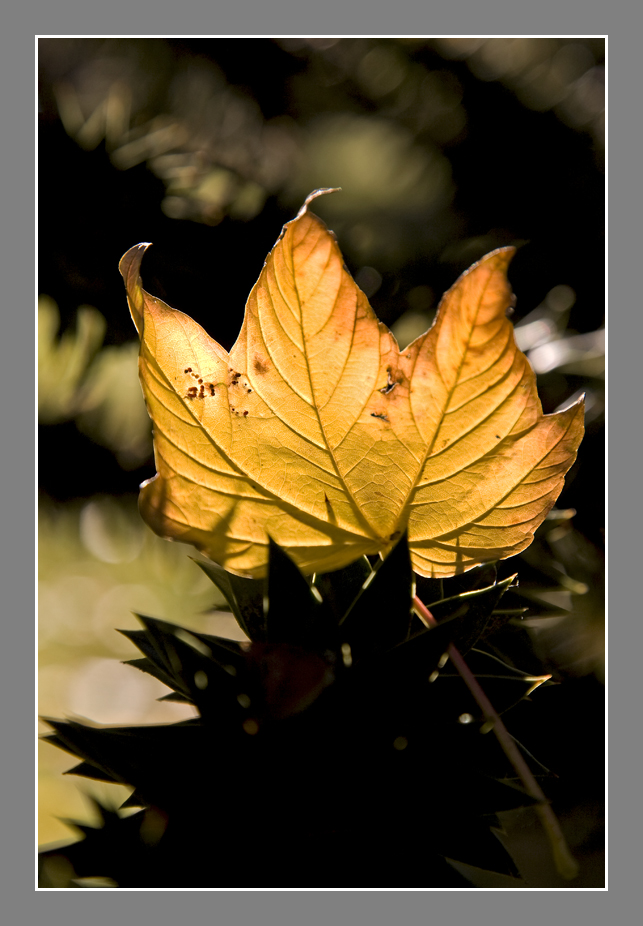 Blatt im Gegenlicht