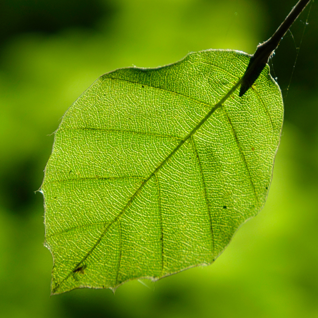 Blatt im Gegenlicht