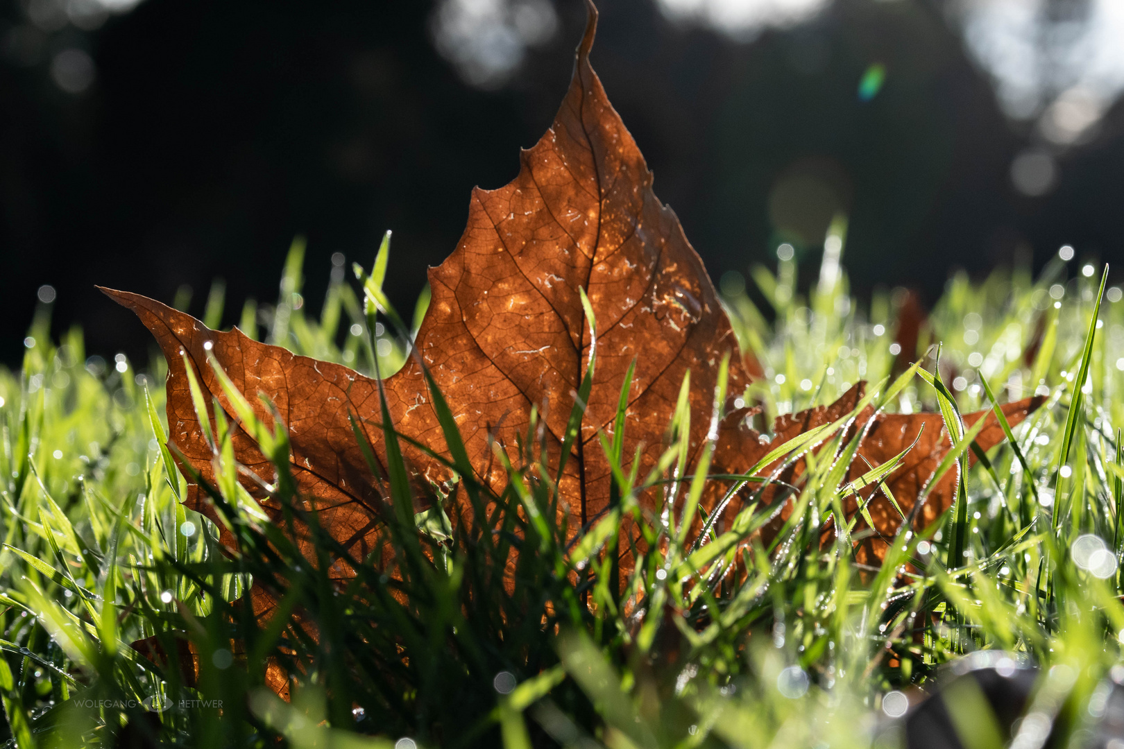 Blatt im Gegenlicht