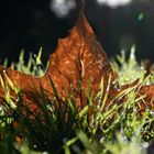 Blatt im Gegenlicht