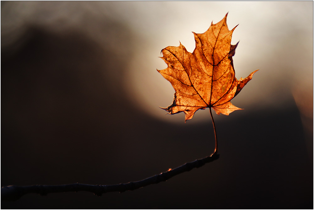 Blatt im Gegenlicht 